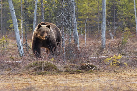 brown bear thumbnail