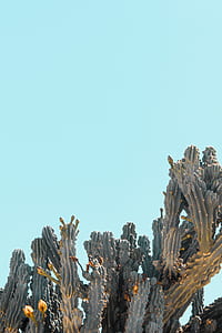 cactus plant under blue sky during daytime thumbnail