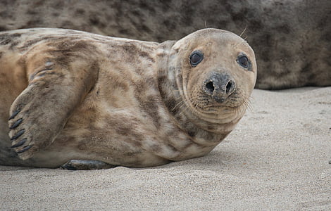 Wildlife photography of sealion thumbnail