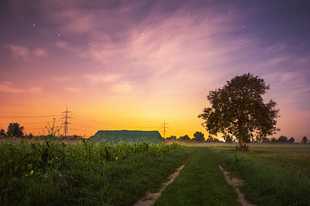 Summer Field at Sunset thumbnail
