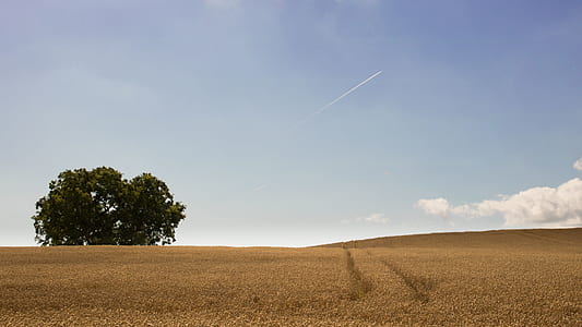 green leaf tree on brown grass field thumbnail