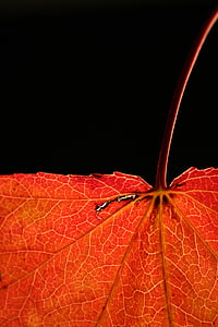 red maple leaf thumbnail