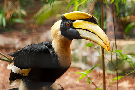 yellow beak bird thumbnail