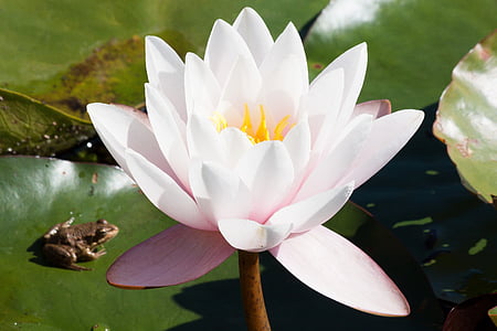 close up photography of pink waterlily flower thumbnail