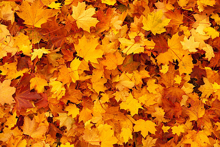 dried maple leaves thumbnail