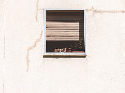 cat sitting on window thumbnail