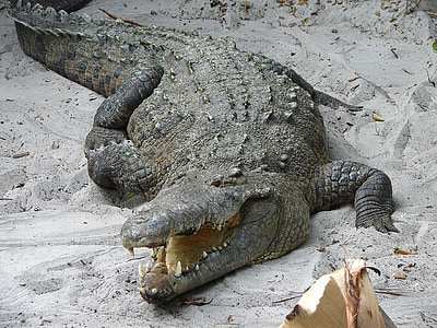 crocodile on grey sans thumbnail