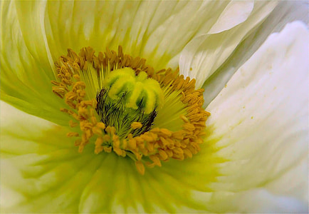 yellow flower pollen thumbnail