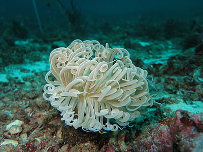 white coral reef under water thumbnail