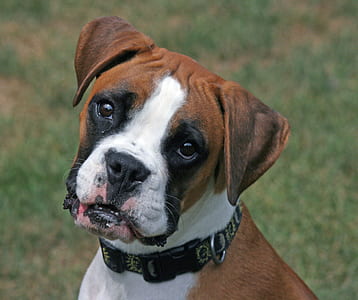 closeup photo of fawn boxer puppy thumbnail
