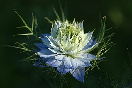 shallow focus photography of blue flower thumbnail
