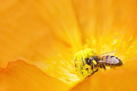 nature, animal, petals, blur thumbnail