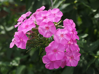 close-up photo of purple petaled flowers thumbnail