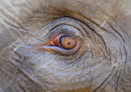 closeup photo of elephant eye thumbnail