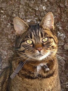 selective focus photography of brown tabby cat thumbnail