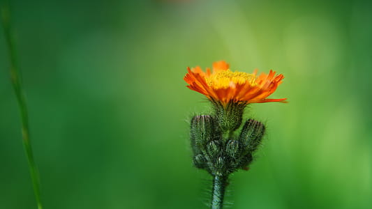 selective focus photography of orange thistle flower thumbnail
