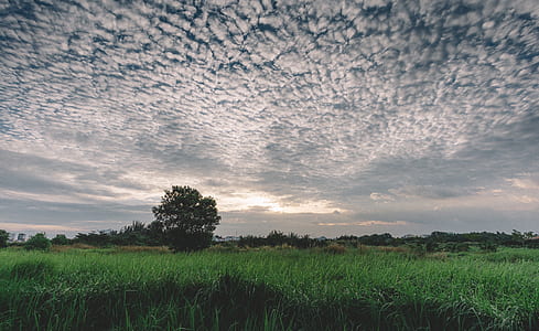 landscape, sky, clouds, field thumbnail