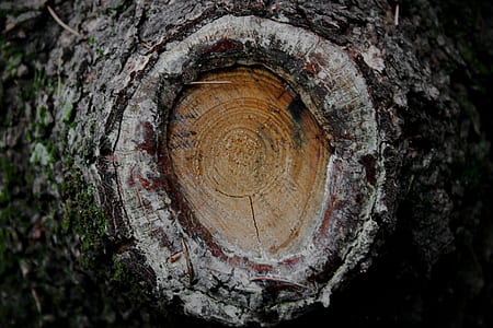close-up photo of wood stomp thumbnail