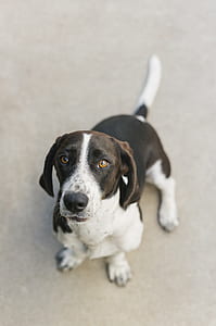 photography of dog lying on floor thumbnail