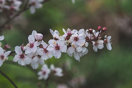 White Flowers in Focus Photography thumbnail