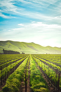 green plants farm near mountain under white clouds at daytime thumbnail