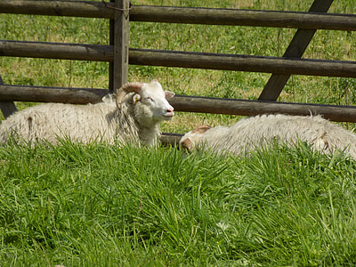 Heidschnucke, Nordic Short Tail Sheep thumbnail