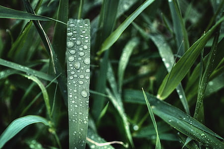 nature, water, grass, plant thumbnail