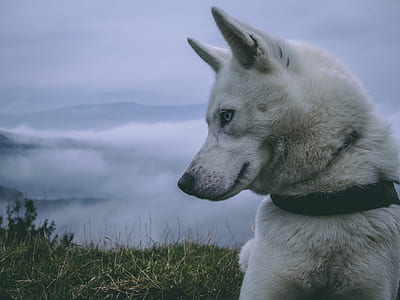 dog sitting on grass thumbnail