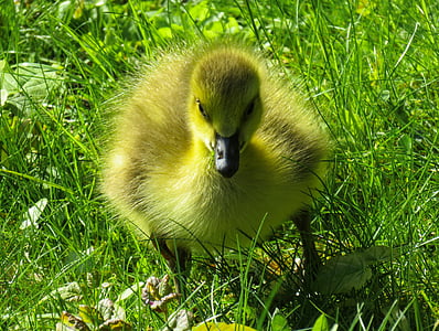yellow duckling on green grass field thumbnail