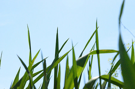 low angle photography of green grass thumbnail