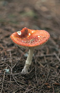 orange and white mushroom in close up photograph thumbnail