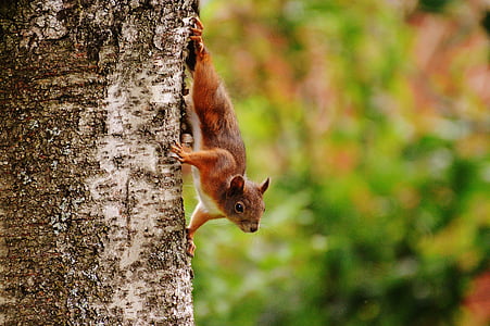 selective focus of squirrel on tree trunk thumbnail