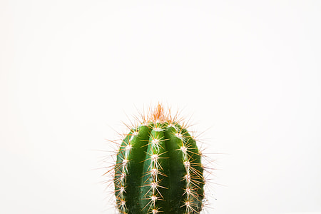 Cactus thumbnail