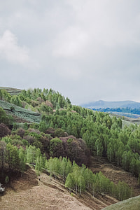 green leafed trees under cloudy sky thumbnail