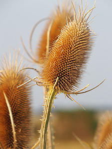 selective photo of brown flower under clear blue sky thumbnail
