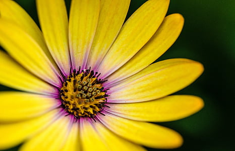 yellow and purple daisy closeup photography thumbnail