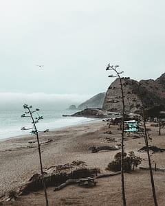brown bare tree near ocean under cloudy sky at daytime thumbnail