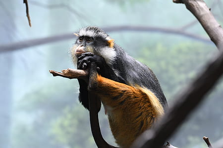 gray and brown monkey thumbnail