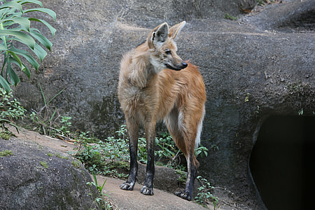 brown fox near pavement thumbnail