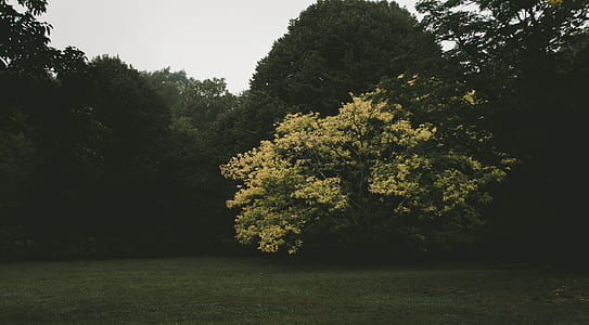 green grass field thumbnail