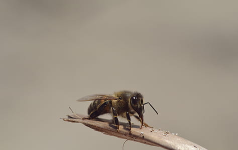 selective focus photography of honeybee perched on brown twig thumbnail