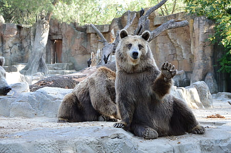 two gray grizzly bears lying on concrete ground thumbnail