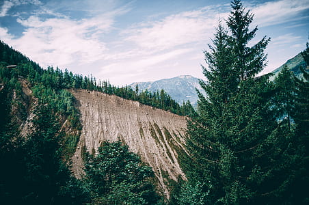 green pine tree under blue sky thumbnail
