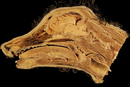 brown animal head skull illustration thumbnail
