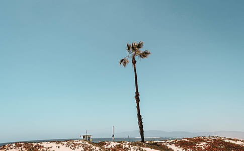 palm tree photo thumbnail