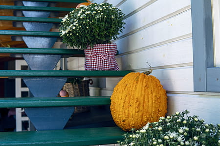 Orange Squash on Green Wooden Stairs thumbnail
