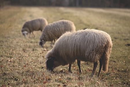 field, agriculture, farm, grass thumbnail