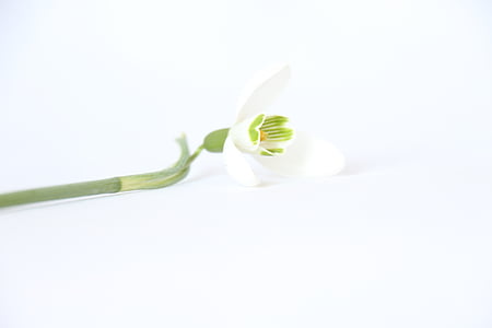 white snowflake flower closeup photography thumbnail