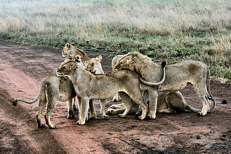 pride of lions thumbnail