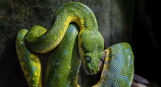 macro shot of green snake thumbnail